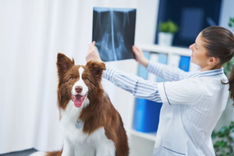 X-Rays for Dogs X-Rays for Dogs