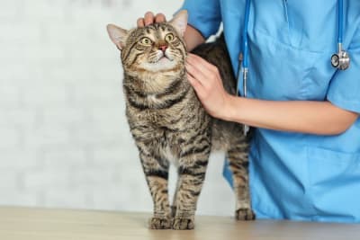 Getting Your Cat Fixed Getting Your Cat Fixed