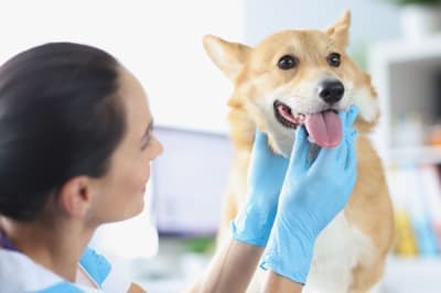 How To Treat Mold Allergies In Dogs How To Treat Mold Allergies In Dogs