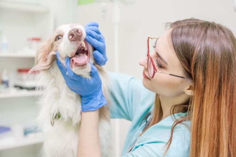 Dog Tooth Extraction: What to Expect Dog Tooth Extraction: What to Expect