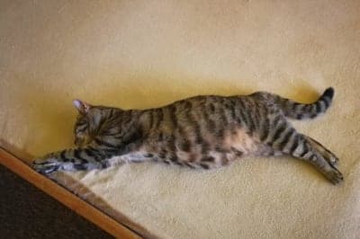 How long are cats pregnant? How long are cats pregnant?