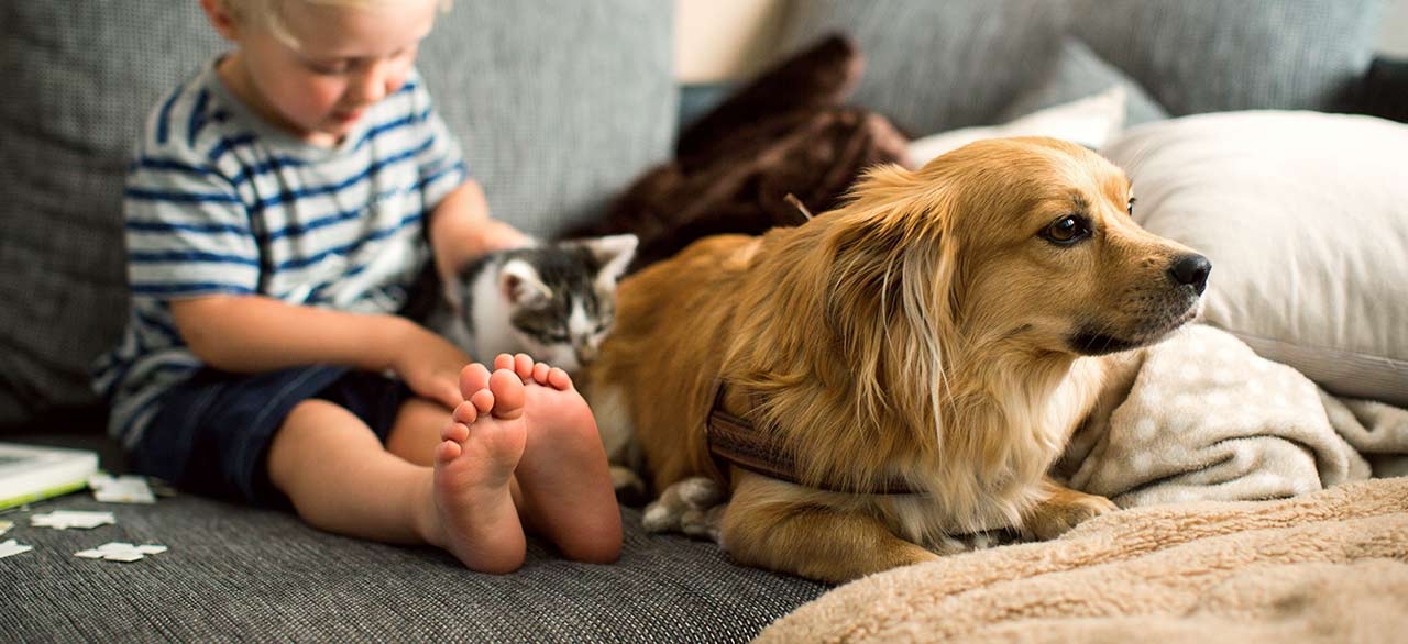 Anaheim Animal Care & Pet Hospital Anaheim Animal Care & Pet Hospital