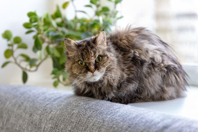 Tips For Grooming Long-Haired Cats Tips For Grooming Long-Haired Cats