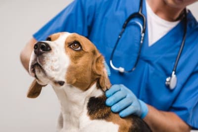 Bordetella in Dogs Bordetella in Dogs