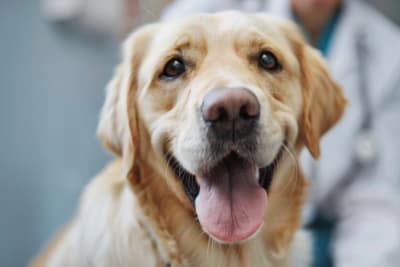 Signs of Infection After Spaying or Neutering Your Dog Signs of Infection After Spaying or Neutering Your Dog