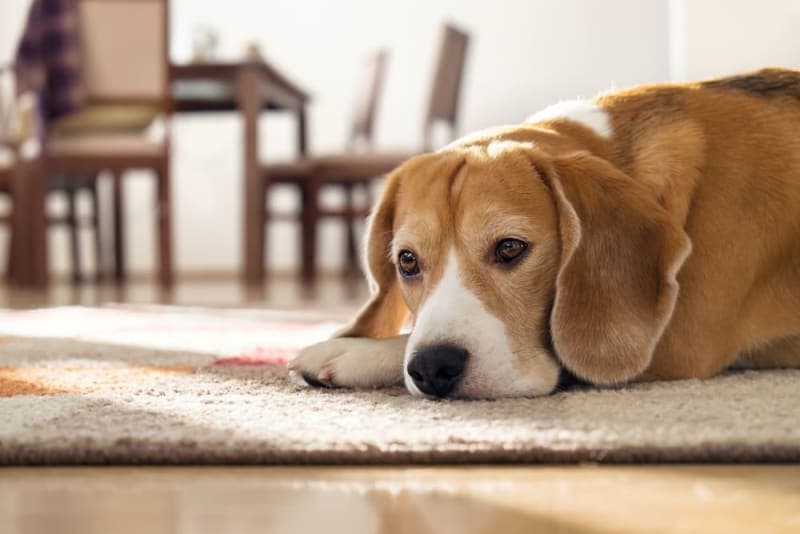 Hookworms in Dogs: Signs, Treatment & Prevention Hookworms in Dogs: Signs, Treatment & Prevention