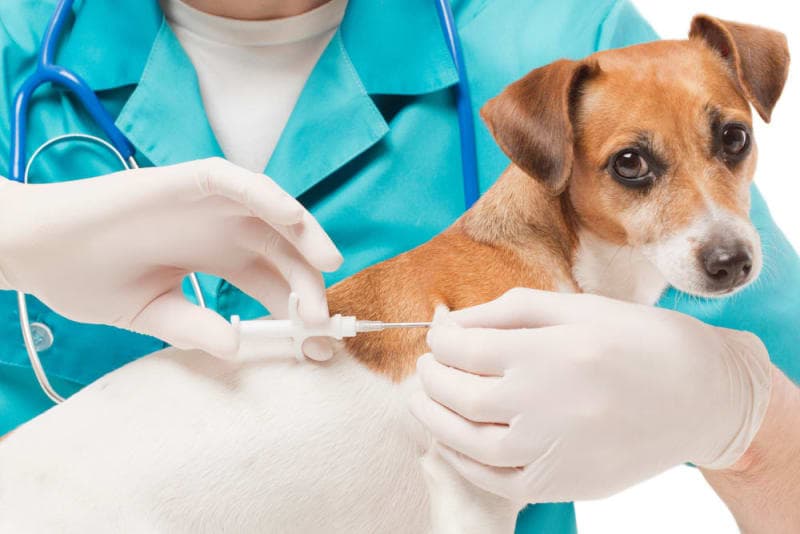 Vaccine Reactions in Dogs: Everything You Should Know Vaccine Reactions in Dogs: Everything You Should Know