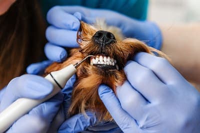 Do dogs need dental cleaning? Do dogs need dental cleaning?