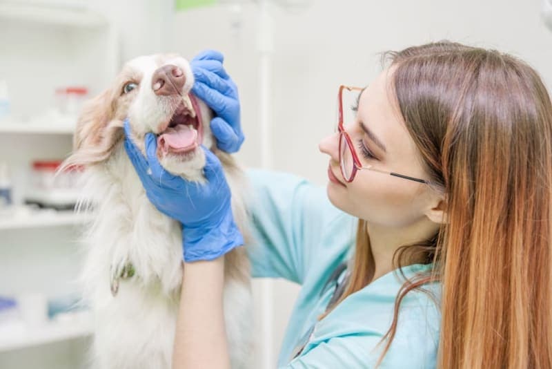 Cavities in Dogs: Causes, Symptoms & Treatment Cavities in Dogs: Causes, Symptoms & Treatment