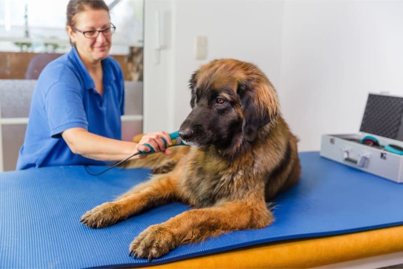 What Is Veterinary Cold Laser Therapy? What Is Veterinary Cold Laser Therapy?