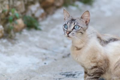 Diarrhea in Cats: Common Causes & When It's Serious Diarrhea in Cats: Common Causes & When It's Serious