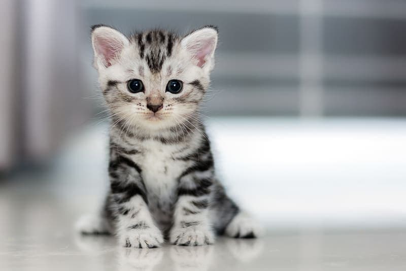 What to Expect from Your Kitten's First Vet Visit & What it Will Cost What to Expect from Your Kitten's First Vet Visit & What it Will Cost