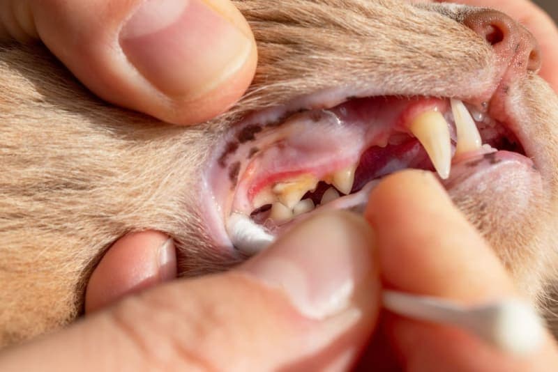 Tooth Resorption in Cats Tooth Resorption in Cats