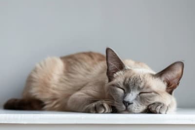 Symptoms of Parvovirus in Cats Symptoms of Parvovirus in Cats