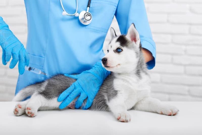 Dog Parvovirus: What You Need to Know Dog Parvovirus: What You Need to Know