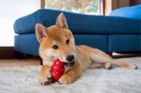 Teething Puppies: Tips & Tricks Teething Puppies: Tips & Tricks