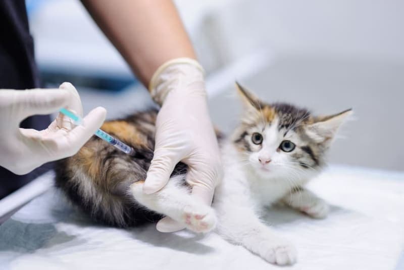 Cat Rabies Vaccine: Your Questions Answered Cat Rabies Vaccine: Your Questions Answered