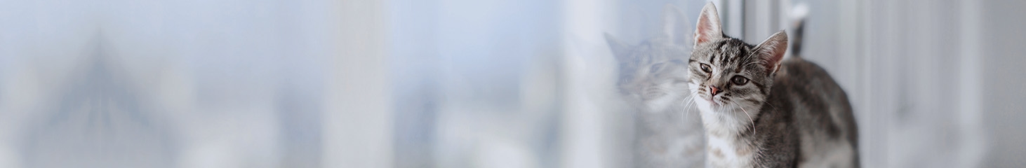 thomasville-veterinary-hospital-banner-3 thomasville-veterinary-hospital-banner-3