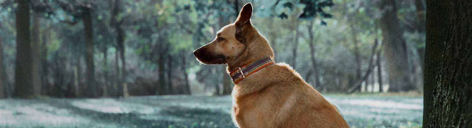 North Madison Animal Hospital North Madison Animal Hospital