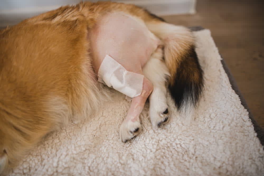 What You Should Know About Dog Knee Surgery What You Should Know About Dog Knee Surgery