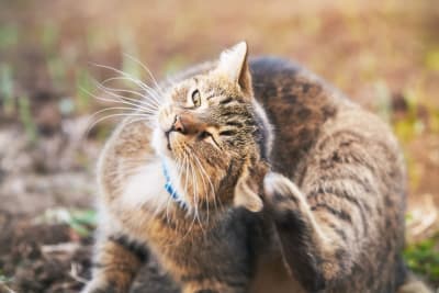 Cat Skin Allergies: Symptoms & Treatments Cat Skin Allergies: Symptoms & Treatments