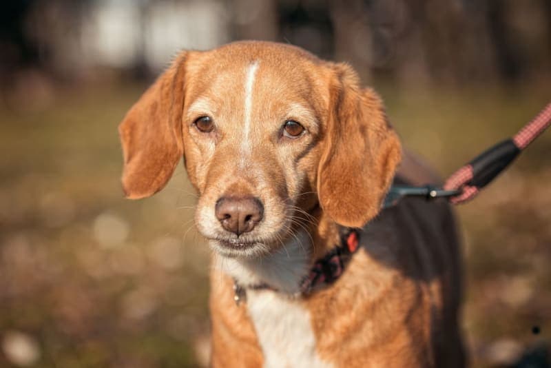 Vomiting in Dogs Vomiting in Dogs