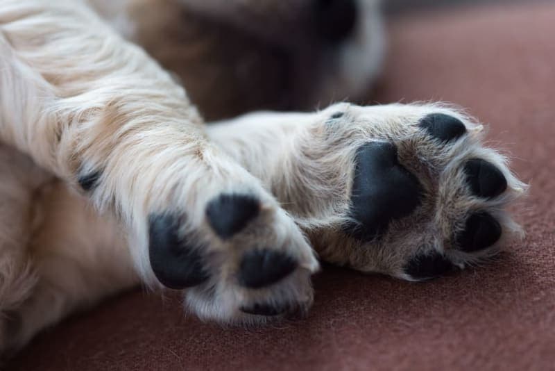What to do if my dog cut their paw pad? What to do if my dog cut their paw pad?