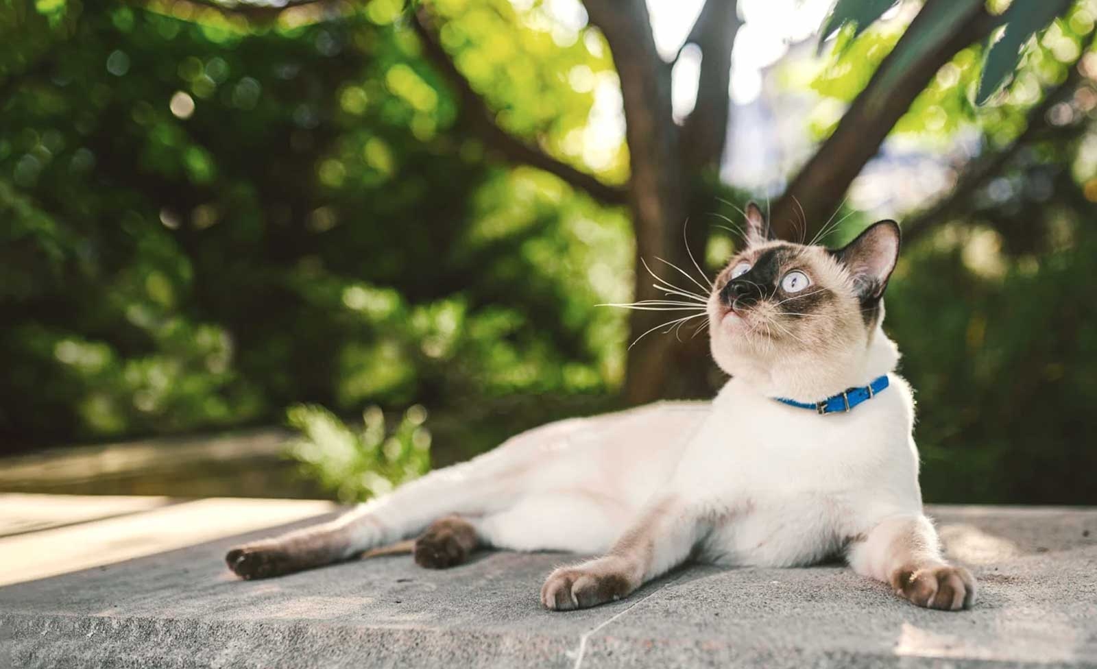 Limehouse Veterinary Clinic Hero Image Limehouse Veterinary Clinic Hero Image