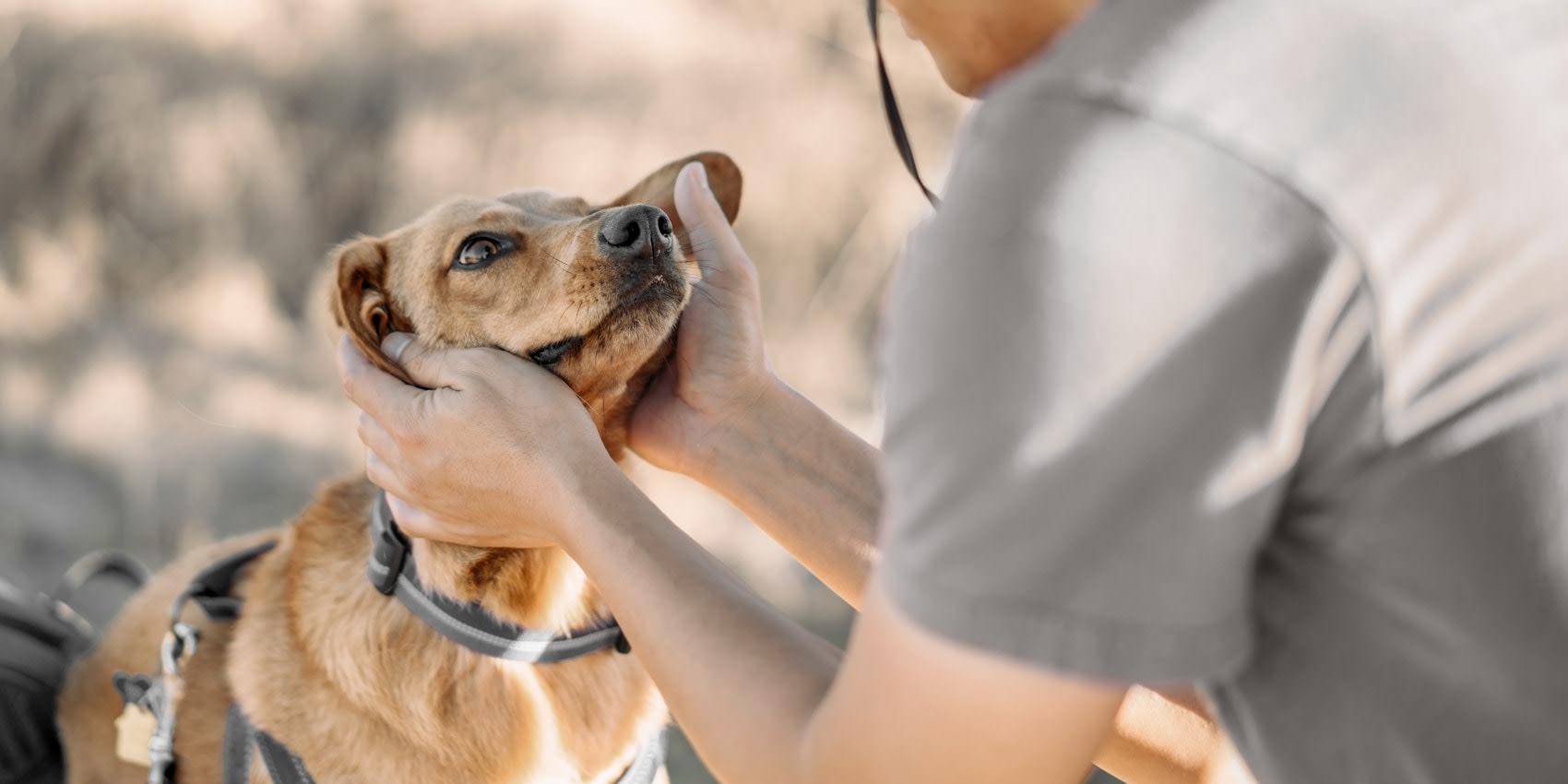 Ferguson Animal Hospital Hero Image Ferguson Animal Hospital Hero Image