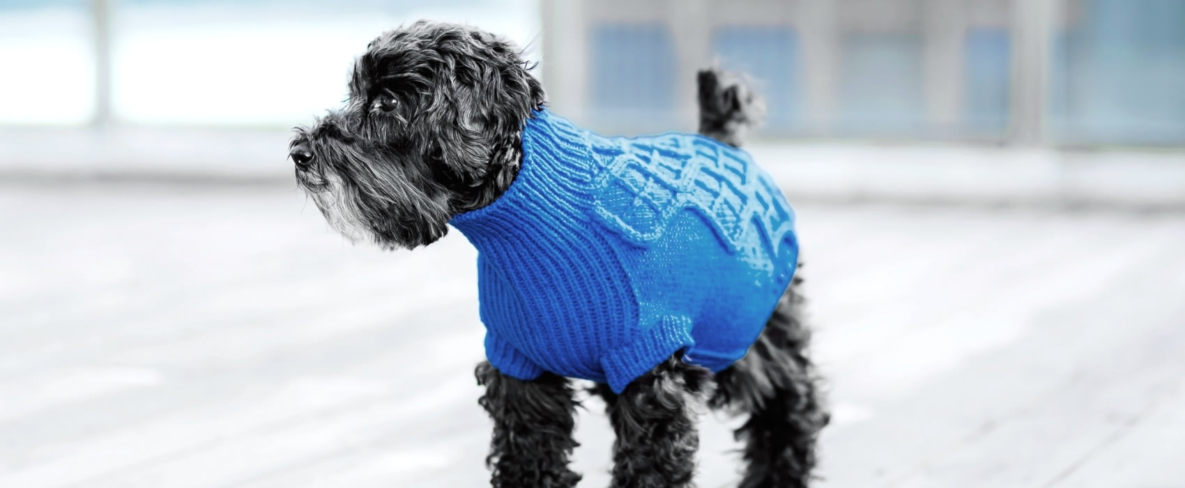 Diamond Bar Veterinary Clinic Hero Image Diamond Bar Veterinary Clinic Hero Image