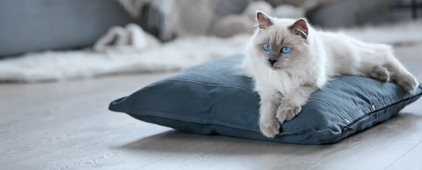 Douglasville Veterinary Hospital Hero Image Douglasville Veterinary Hospital Hero Image