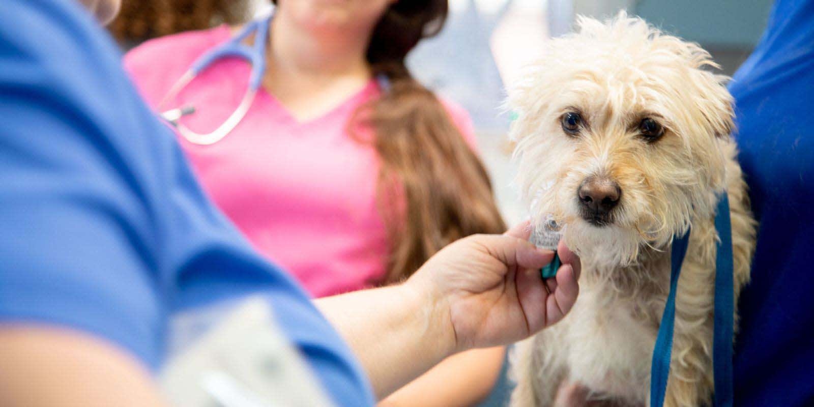 Hillcrest Animal Hospital Hero Image Hillcrest Animal Hospital Hero Image