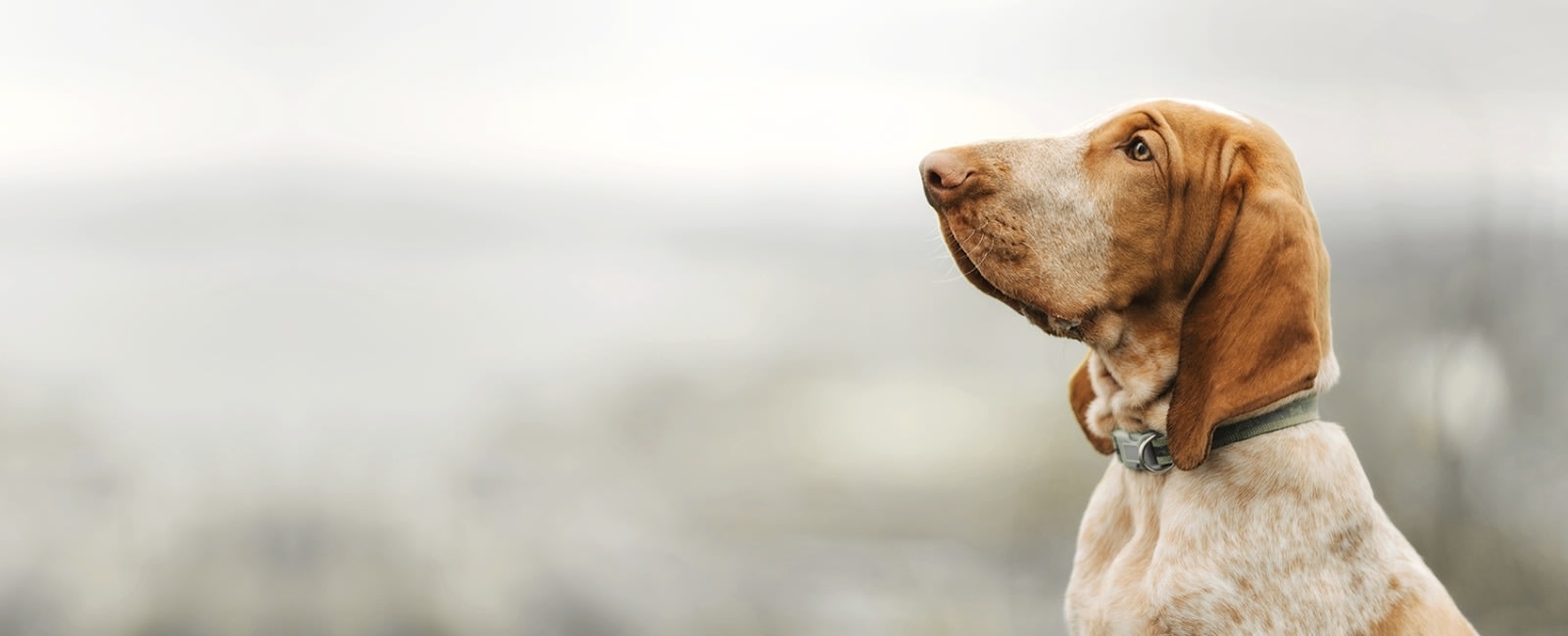 Trooper Veterinary Hospital Hero Image Trooper Veterinary Hospital Hero Image