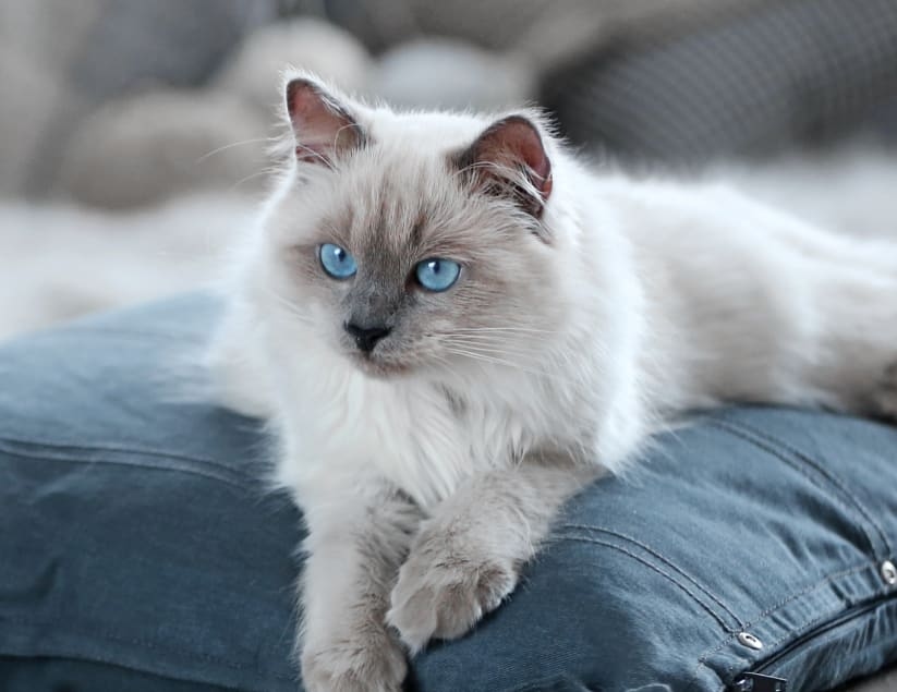 Cat Clinic of Seattle Hero Image Cat Clinic of Seattle Hero Image