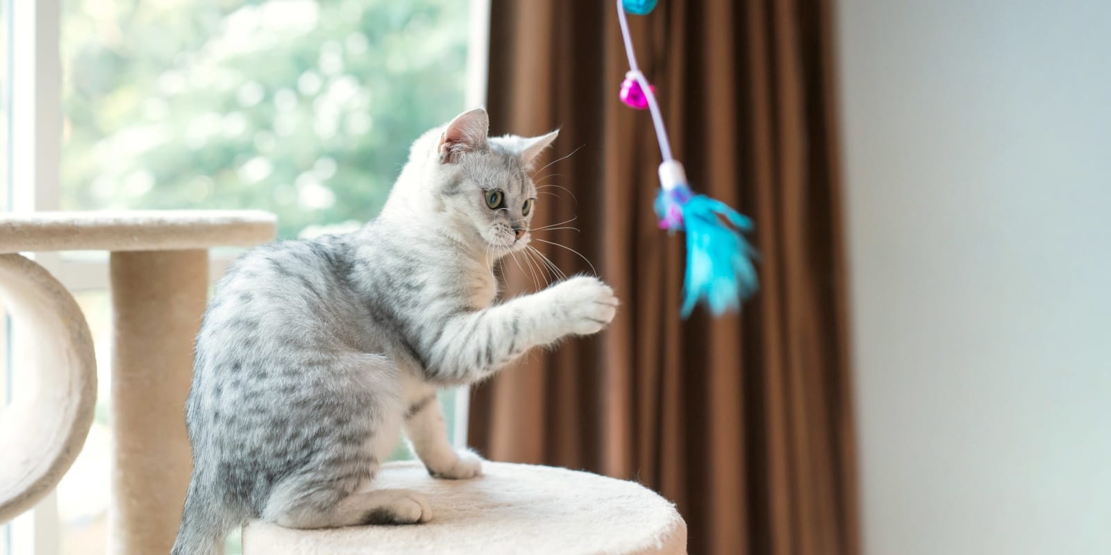 Berkeley Dog & Cat Hospital Hero Image Berkeley Dog & Cat Hospital Hero Image