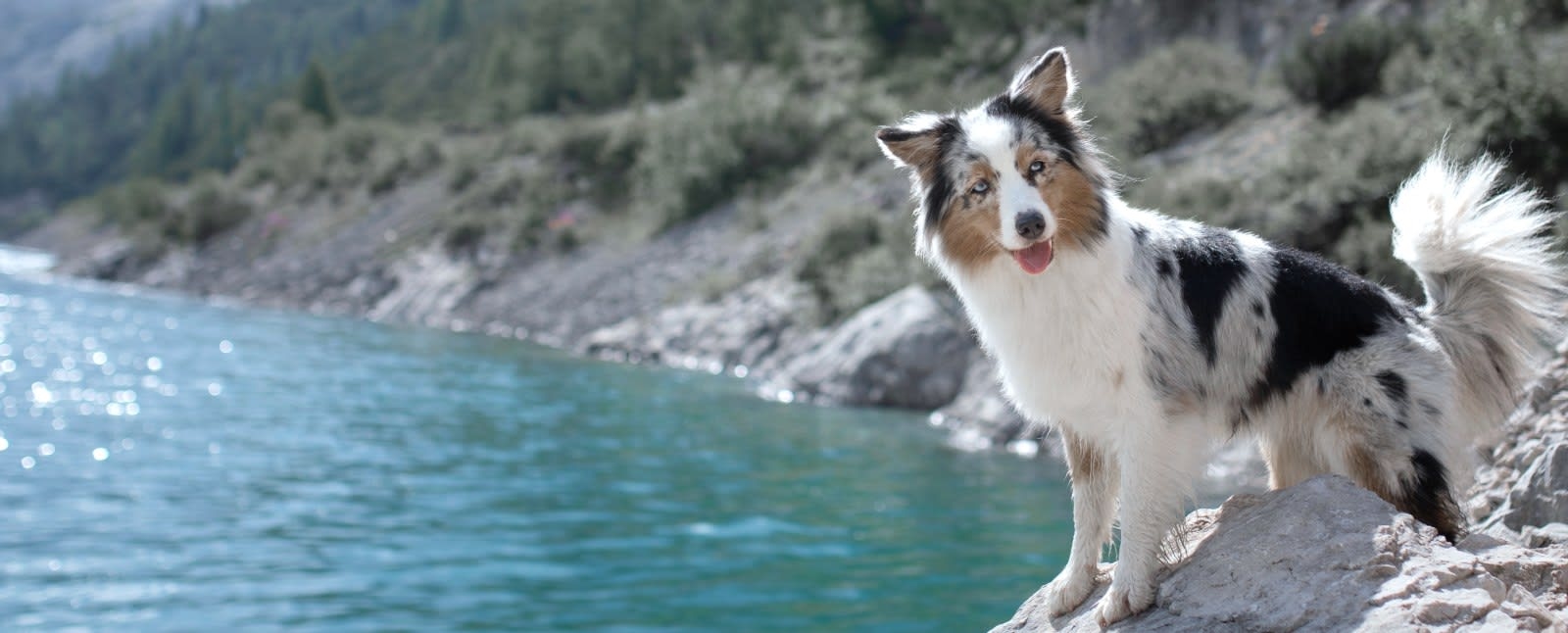 Cascade Veterinary Referral Center Hero Image Cascade Veterinary Referral Center Hero Image