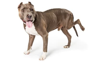 Limping in Dogs: Causes & Treatment Limping in Dogs: Causes & Treatment