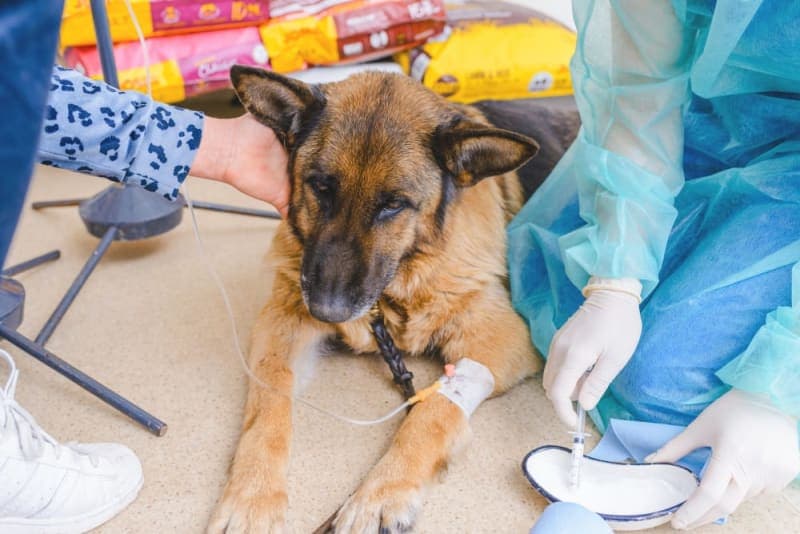Understanding Blood Tests for Dogs Understanding Blood Tests for Dogs