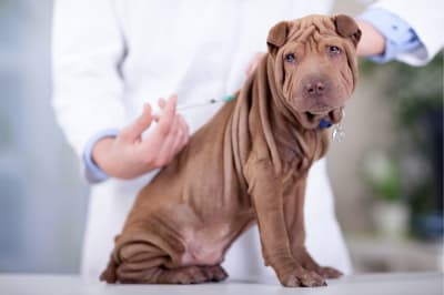 Can a vaccinated dog get rabies? Can a vaccinated dog get rabies?